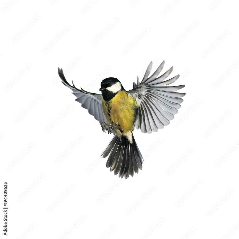 Wall mural portrait of a little bird tit flying wide spread wings and flushing feathers on white isolated background