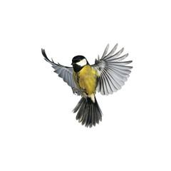 portret van een kleine vogelmees die wijd uitgespreide vleugels vliegt en veren op een witte geïsoleerde achtergrond