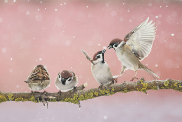 wicked funny little birds sparrows sitting on a branch in the Park and fight in the early spring