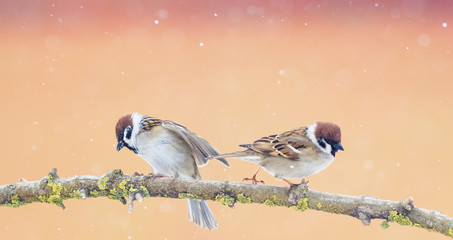  pair of funny little Sparrow birds sitting on a branch in the Park and looking in different directions