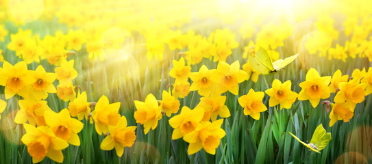 abstract spring Background; spring yellow flower and butterfly