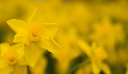 Yellow daffodil flower in garden
