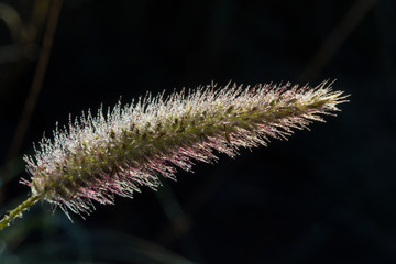 Obraz premium Grass head covered in dew silhouetted in morning light