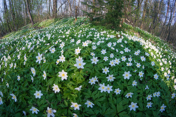 Anemone nemorosa flower in the forest in the sunny day. Wood anemone (windflower, thimbleweed) blossoms in a forest glade.