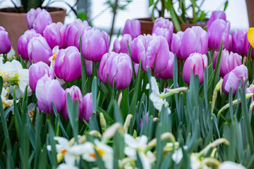 Colorful bright tulips blossom in early spring
