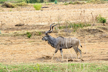 Kudu