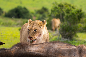 Leone