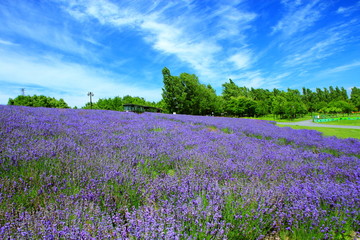 Sapporo citizen's park, lavender field
