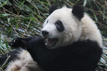 Obraz na płótnie Canvas Close up Fluffy Panda Eating Bamboo Leaves