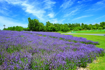Fototapeta na wymiar Sapporo citizen's park, lavender field