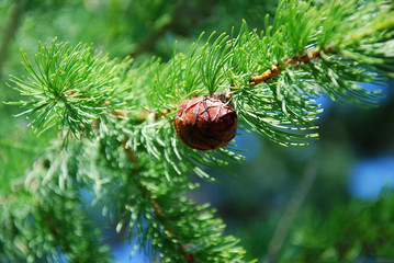 Шишка на сосновой ветке  © Varvara Shtern