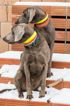Zwei Weimaraner sitzen auf Ziegelstapel und blicken in selbe Richtung