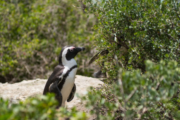Pinguini