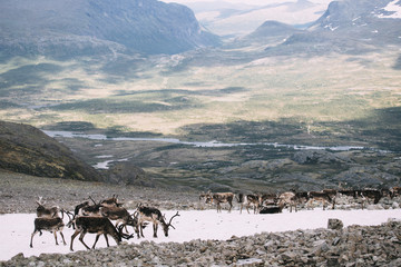 Herd Of reindeer standing on a snow patch in Norway Mountains