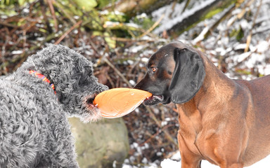 Spielende Hunde