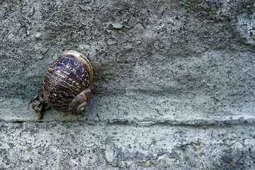 Snail on a rough cement wall, animal background