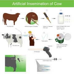Artificial insemination is a very common practice in the agriculture world. It involves using collected semen to breed an versus using a bull  to provide the breeding services.