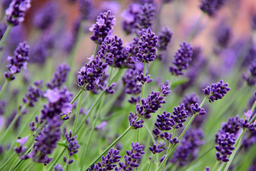 Lavendel