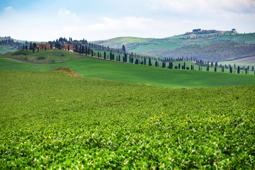 Fototapeta na wymiar Typical Tuscan landscape