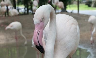 Fototapeta premium Flamingo