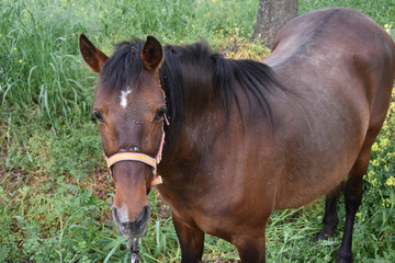 Brown horse in farm