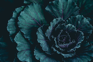 Plant background