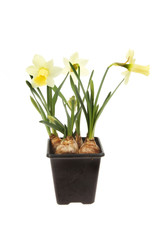 Pale daffodils in a pot