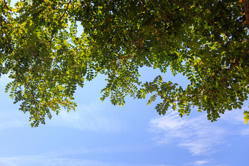 green leaves against the blue sky