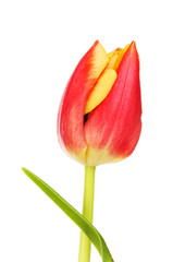 Tulip flower and leaf closeup