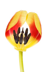 Section of a tulip flower
