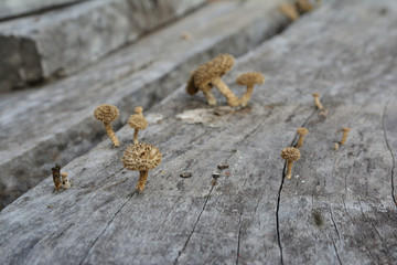 Mushrooms are formed on wooden boards