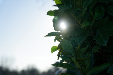 Fototapeta na wymiar Sunlight in bush trunk, nature green wood sun light backgrounds
