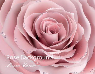 Rose flower close up Vector realistic background. 3d illustration delicate pink colors