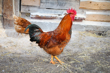 Hahn und Hühner in artgerechter Haltung 