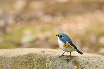 ルリビタキの雄