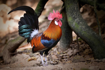 Jungle fowl of Nature (Gallus gallus)