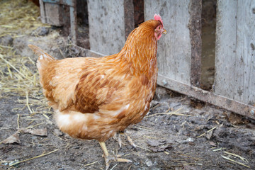 Hahn und Hühner in artgerechter Haltung 