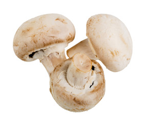 three whole fresh mushroom champignon on white background