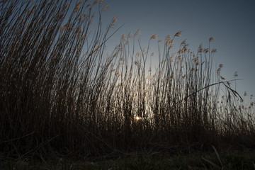 Schilf in untergehender Sonne