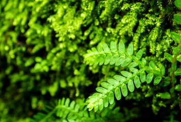 Freshness small fern leaves with moss and algae in the tropical garden