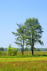 Panoramic view of wetlands and meadows with trees by the Biebrza river in Poland