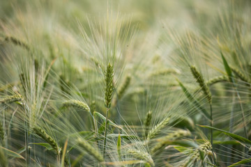 im Innern eines Getreidefeldes