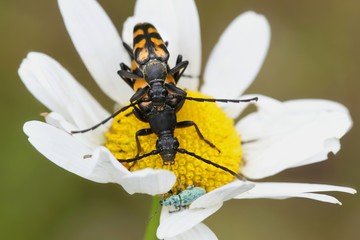 Four-banded longhorn beetle