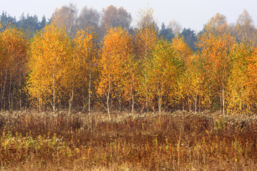Grassy and wooded meadows of Masovia region in central Poland in autumn season