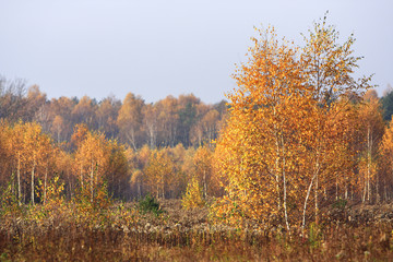 Grassy and wooded meadows of Masovia region in central Poland in autumn season