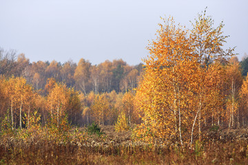 Fototapeta premium Grassy and wooded meadows of Masovia region in central Poland in autumn season
