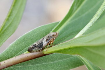 European alder spittle bug, Aphrophora alni