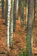 Wooded landscape of an European mixed forest thicket in autumn season in central Poland