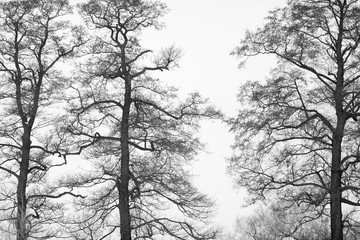 Black and white landscape - trees silouetes composition in a winter season