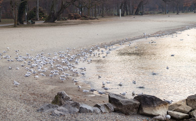 Many sea gulls 2